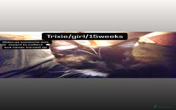 Mixed Breed cats for sale: 6 Adorable and Playful kittens - Image 2