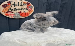 Angora rabbits for sale: Angora max faced bunny  - Image 4