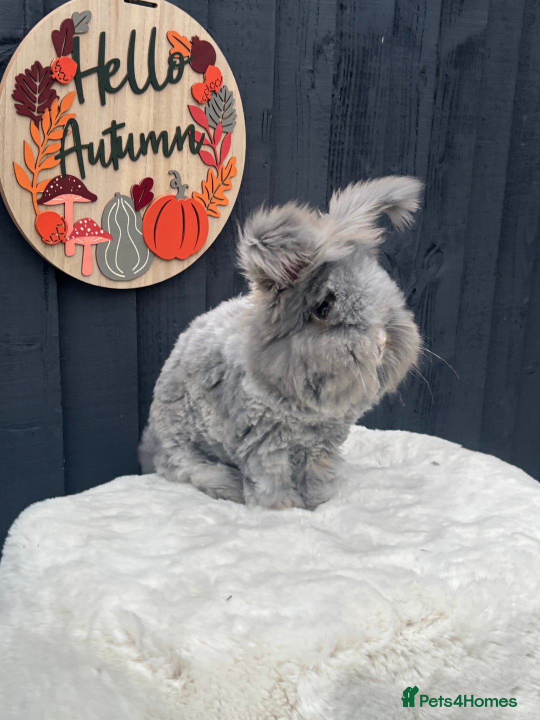 Angora rabbits for sale: Angora max faced bunny  - Image 4