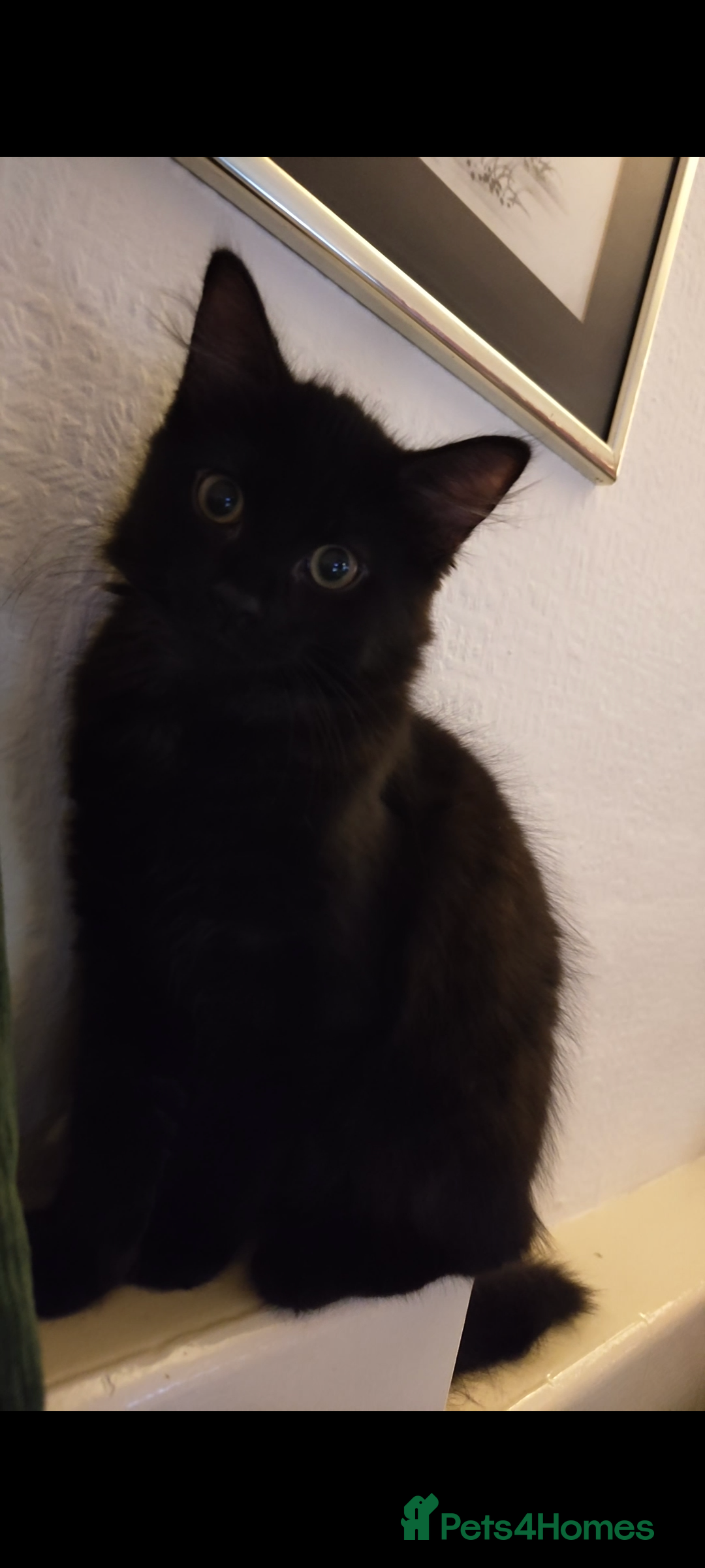 British Longhair cats for sale: Neutered black male kitten called 'Beef' - Advert 1