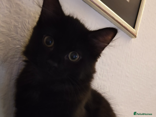 British Longhair cats Neutered black male kitten called 'Beef' - Advert 2