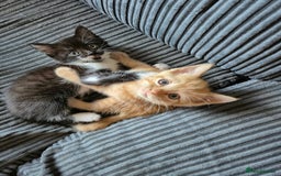 British Shorthair cats for sale: Fluffy kittens - Image 1