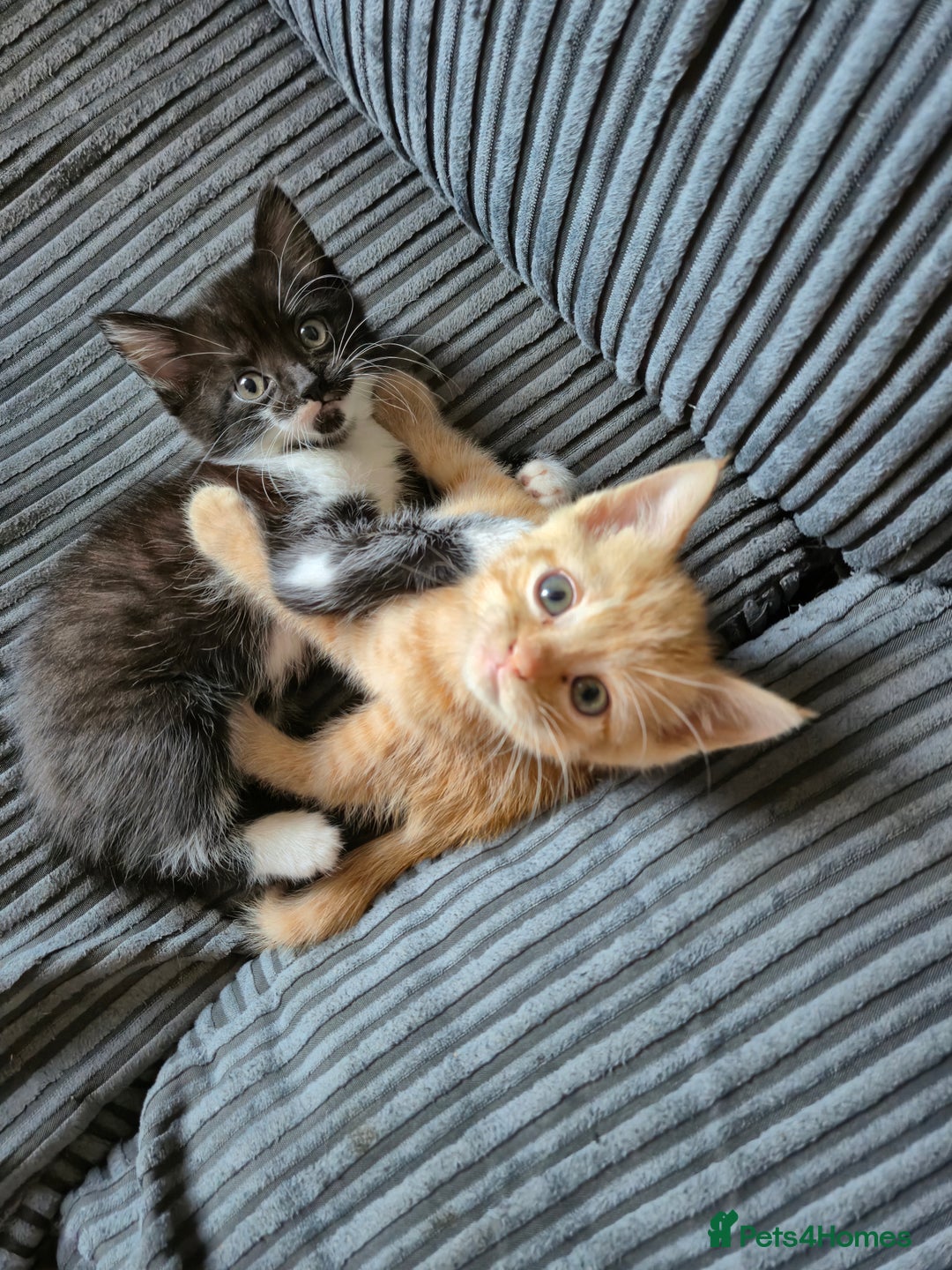 British Shorthair cats for sale: Fluffy kittens - Image 1