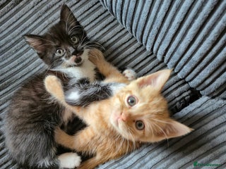 British Shorthair cats - Advert 29