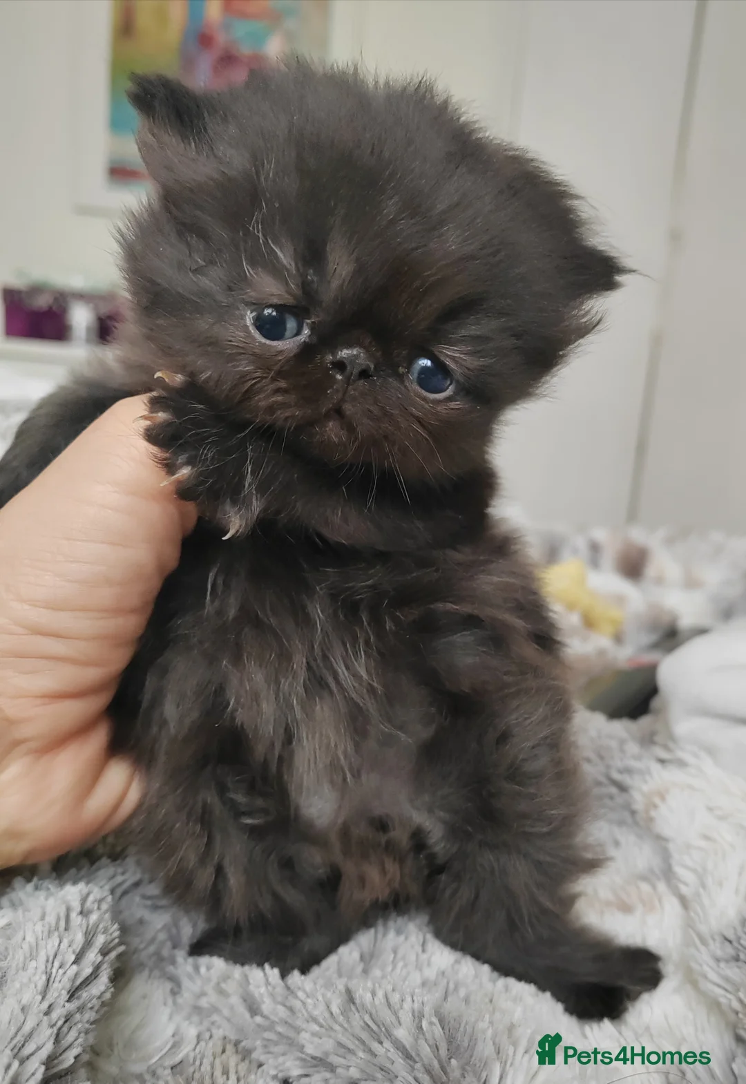 Persian cats for sale: Exotic Persian kittens  - Advert 9