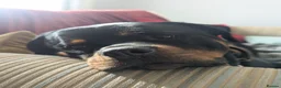 Rottweiler dogs for sale: 3yo Male Rottweiler - Experienced Home Needed - Advert 12