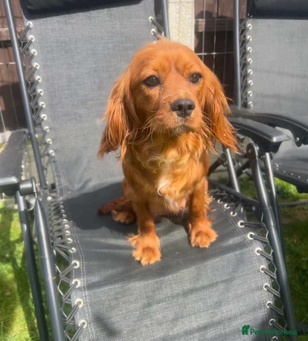 Cavalier King Charles Spaniel dogs for sale: Cavalier King Charles  - Advert 11