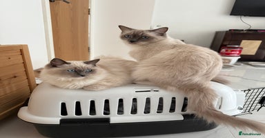 Ragdoll cats - Advert 14