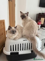 Ragdoll cats - Advert 3
