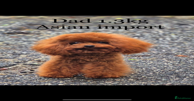 Maltipoo dogs - Advert 5