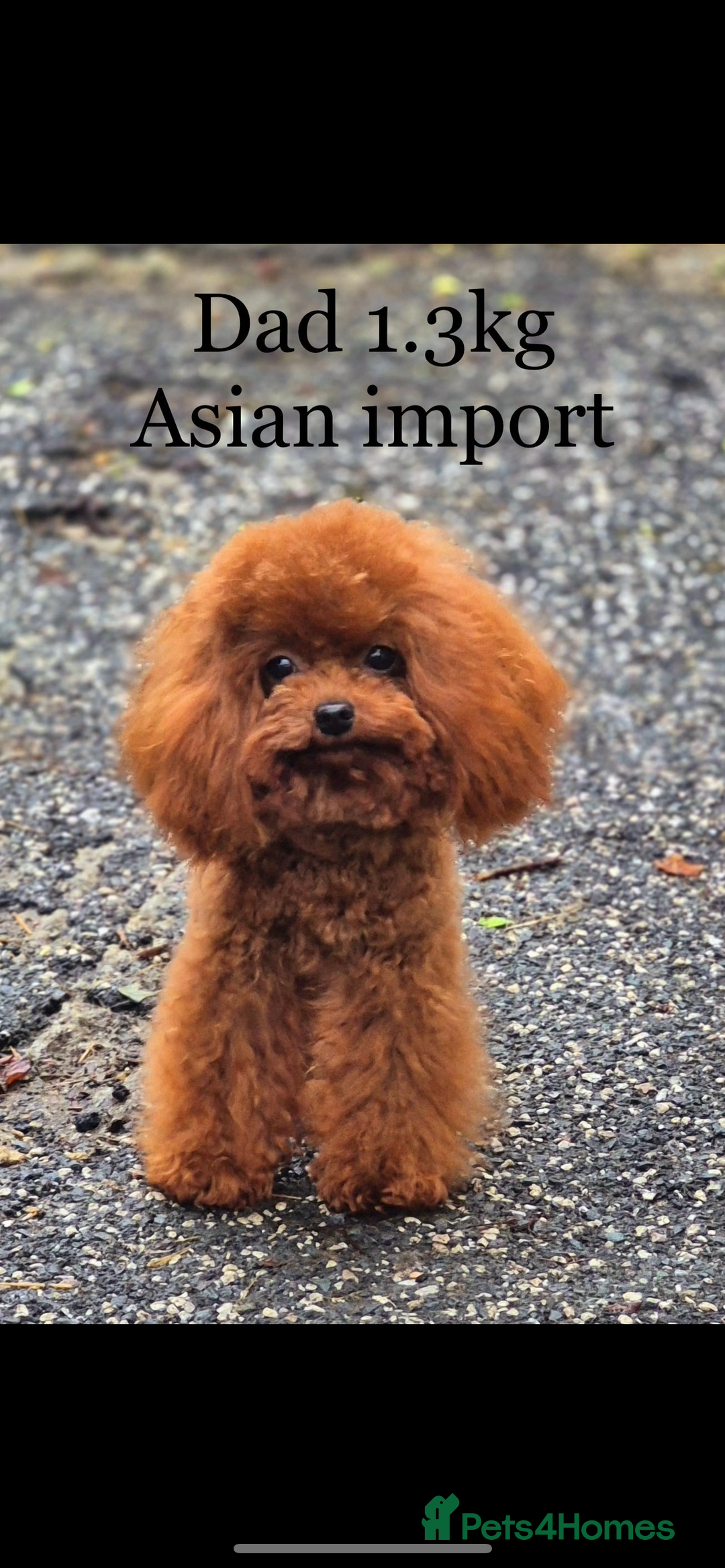 Maltipoo dogs for sale: Quality Exceptionally small maltipoos   - Image 2