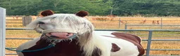 Irish Cob horses for sale: RED & WHITE TRADITIONAL MINI COB GELDING YOUNG - Advert 6