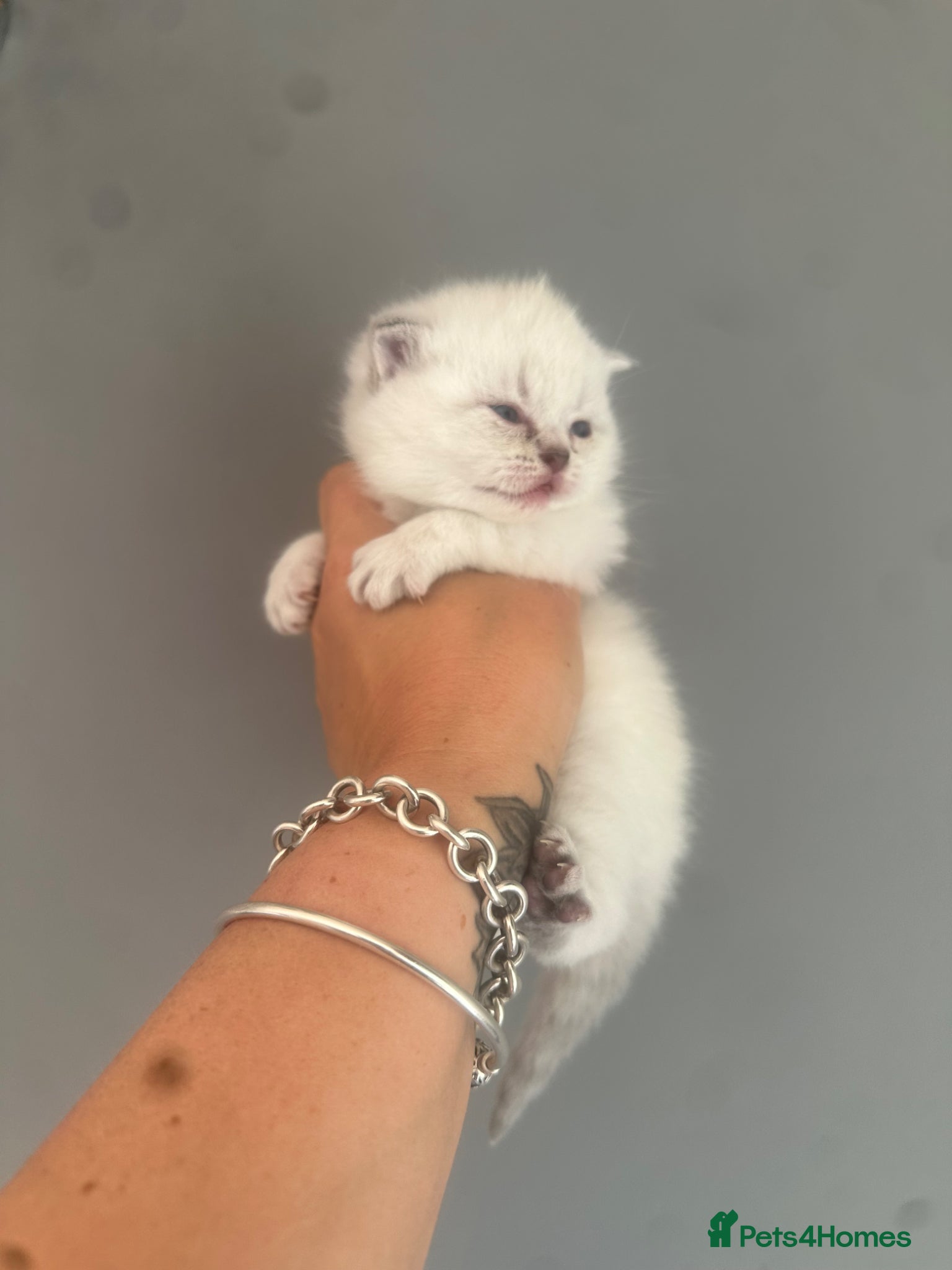 British Shorthair cats for sale: Exceptional British Shorthair kittens 🩷 - Advert 12