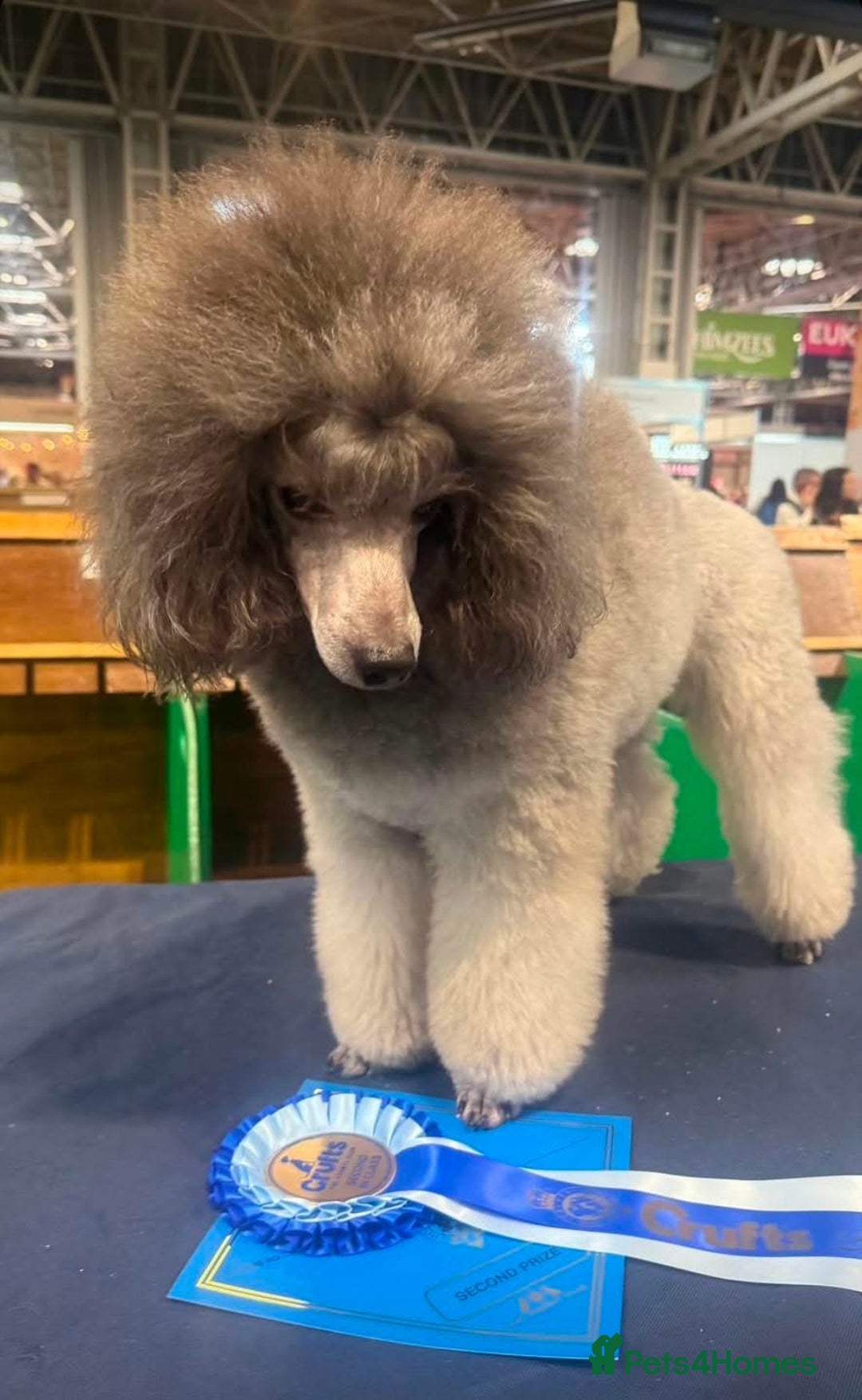 Miniature Poodle dogs for sale: OUTSTANDING SILVER MINI POODLES BEST IN 🇬🇧  - Advert 8