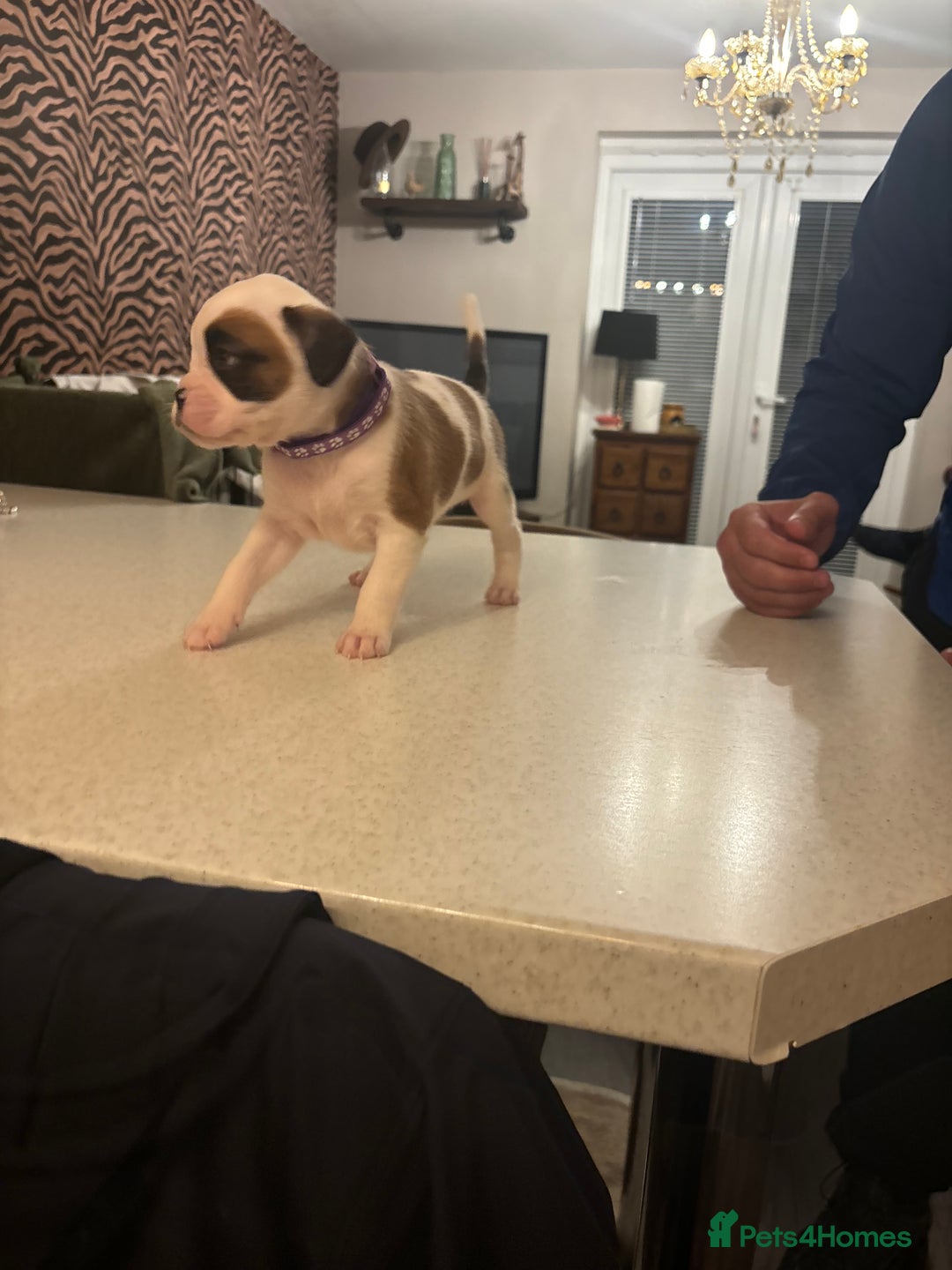 Boxer dogs for sale: Boxer puppies 5 bitches 1 boy  - Advert 27