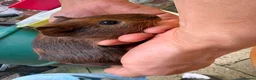 Guinea Pig rodents for sale: Baby Guinea Pigs for Sale – £40 per Pair 🐹 - Advert 10