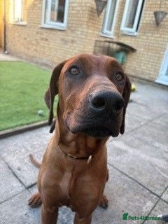 Rhodesian Ridgeback dogs 11m Female Rhodesian Ridgeback  - Advert 5