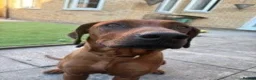 Rhodesian Ridgeback dogs for sale: 11m Female Rhodesian Ridgeback  in Heckmondwike - Advert 1
