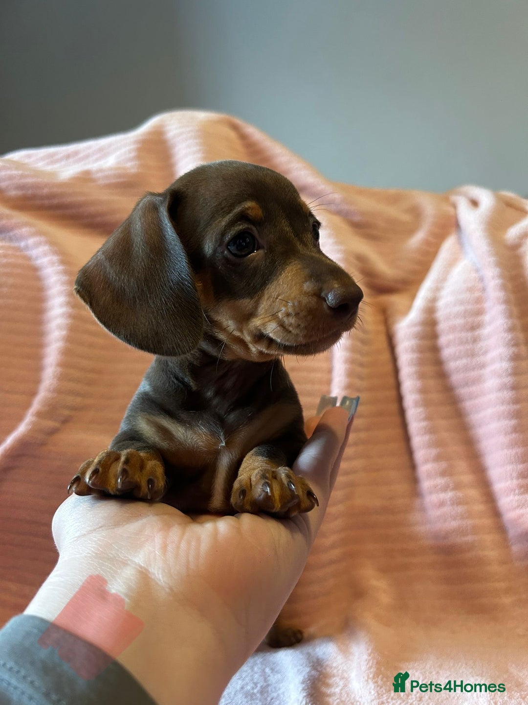 Miniature Dachshund dogs for sale: Miniature dachshunds - Image 16