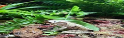 Frog reptiles for sale: 3 Borneo Eared Frogs w/setup in Hereford - Advert 6