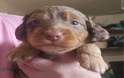 Cockapoo dogs for sale: The best cockapoos  - Image 13
