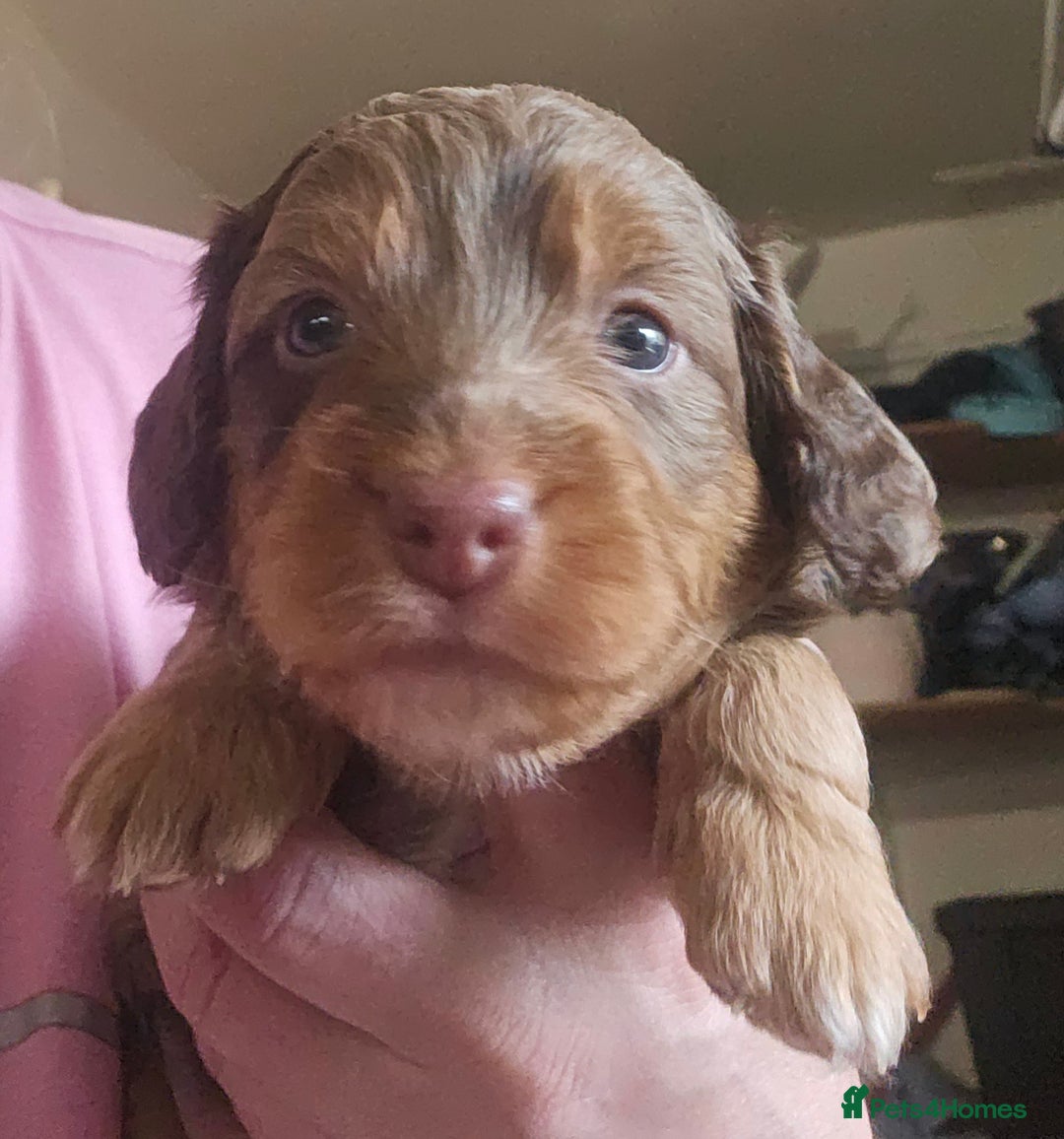Cockapoo dogs for sale: The best cockapoos  - Image 13
