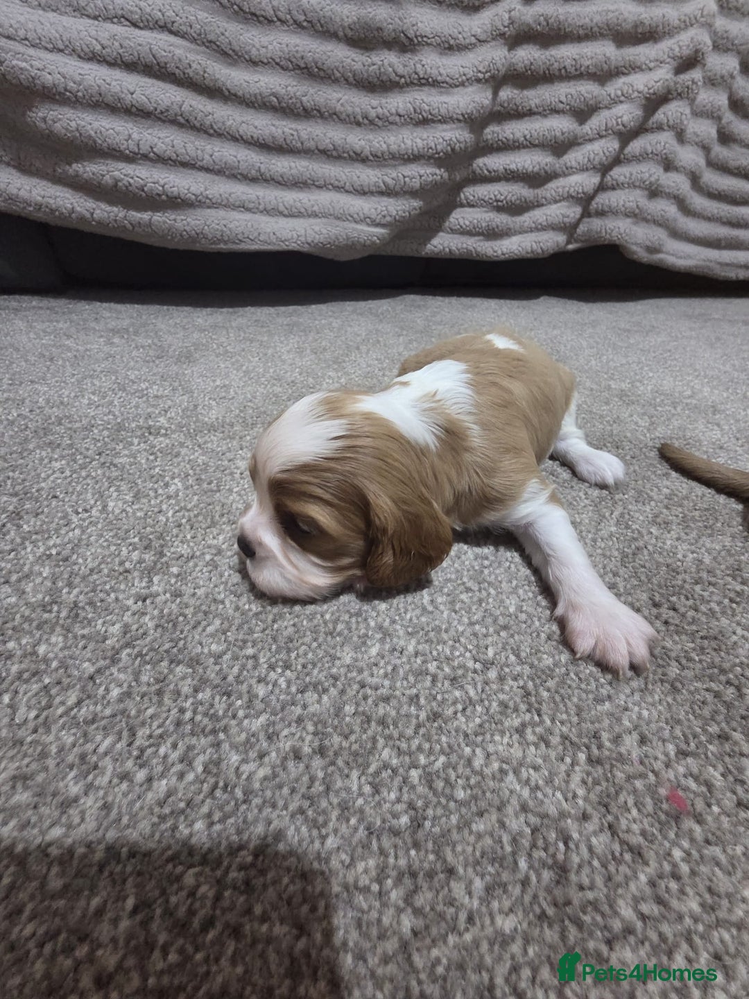 Cavalier King Charles Spaniel dogs for sale: Cavalier king charles puppies  - Advert 14