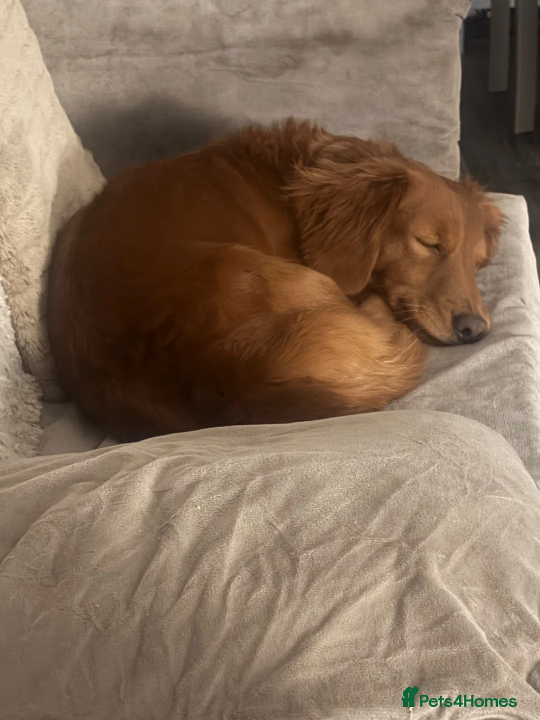 Dachshund dogs for sale: Longhair red girl nearly 4 - Advert 3