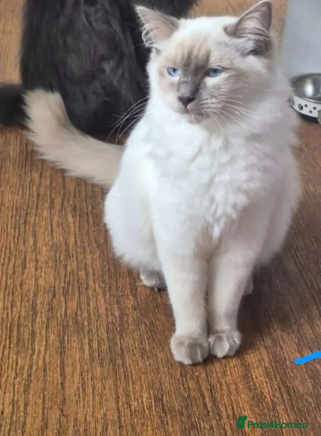 Ragdoll cats for sale: 7 month old ragdoll in Abertillery - Advert 1