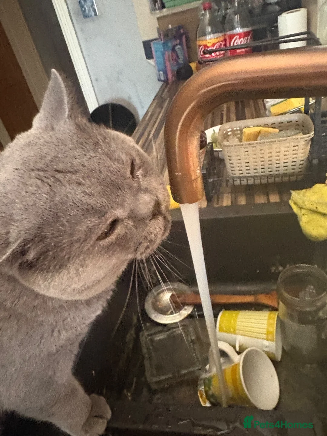 British Shorthair cats for sale: British Shorthair kittens  - Advert 2