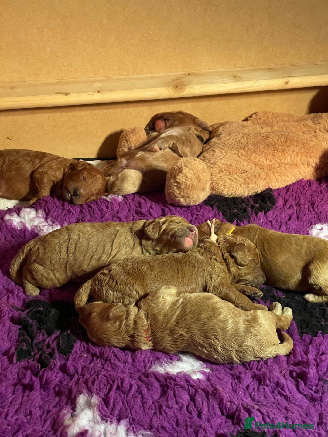 Cockapoo dogs for sale: Cockapoo puppies - Advert 6