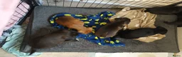 Patterjack dogs for sale: Patterjack Puppies - Advert 2