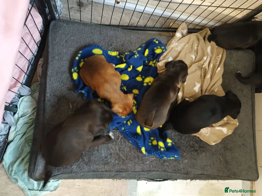 Patterjack dogs for sale: Patterjack Puppies - Advert 2