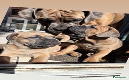 Cane Corso dogs for sale: Cane corso - Image 3