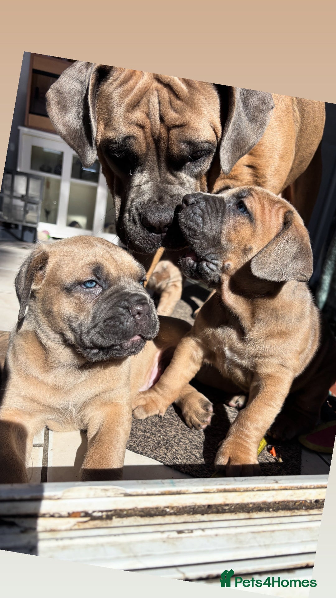 Cane Corso dogs for sale: Cane corso - Image 3