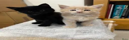 Maine Coon cats for sale: Maine Coon X kittens - Oxfordshire in Oxford - Advert 3
