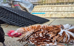 Chickens poultry for sale: Peking bantams and Polish bantams  - Image 5