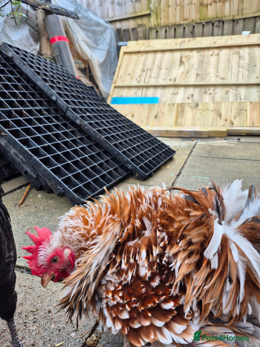 Chickens poultry for sale: Peking bantams and Polish bantams  - Image 5