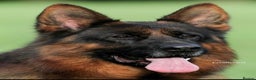 German Shepherd dogs for sale: Outstanding Vomkonstanz German Shepherd Litter  - Advert 4