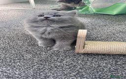 British Longhair cats for sale: British longhair ready for home in Watford - Image 1