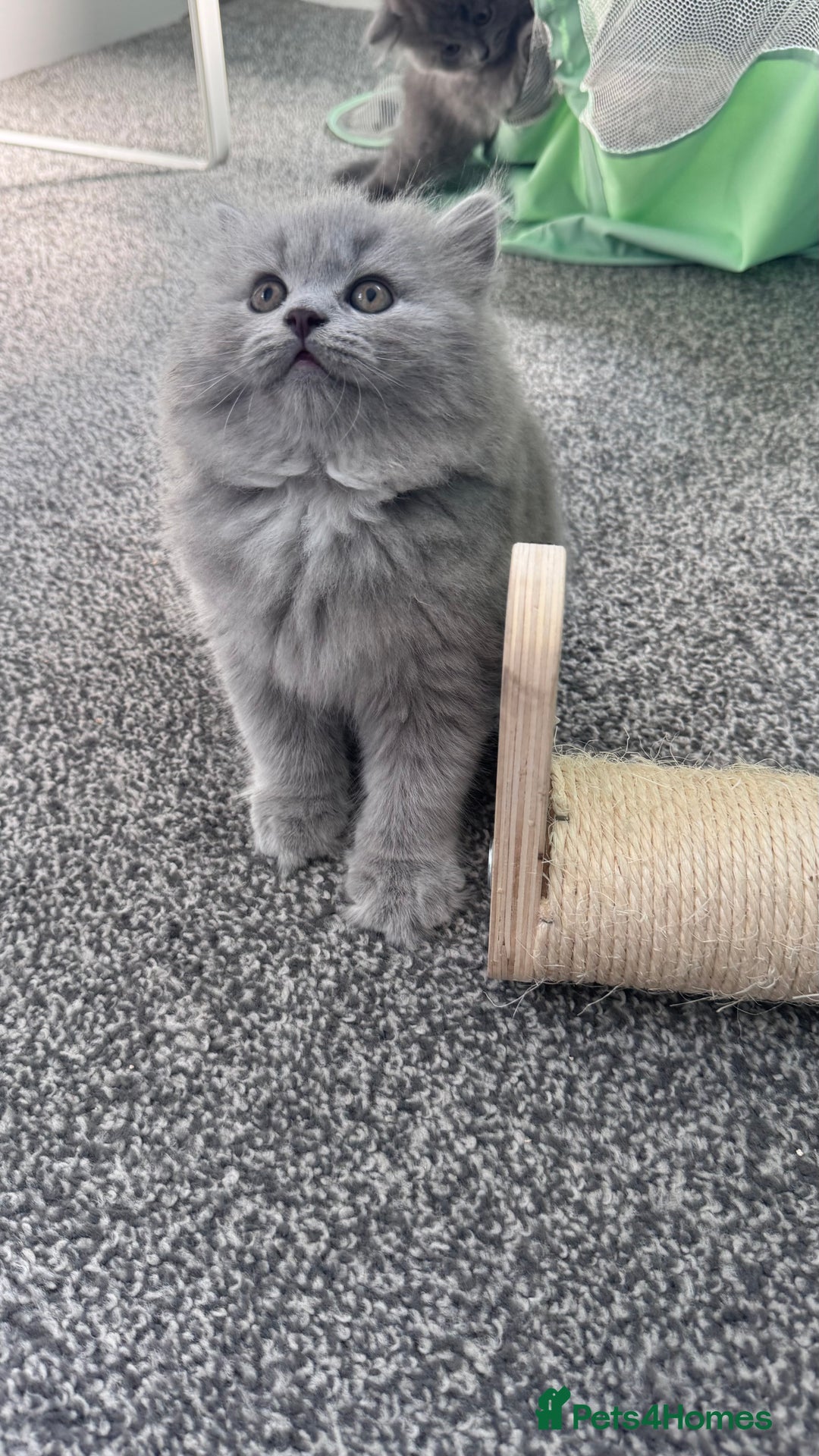 British Longhair cats for sale: British longhair ready for home in Watford - Image 1