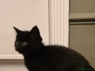 Maine Coon cats 7 Beautiful Maine Coon x Kittens - Advert 4