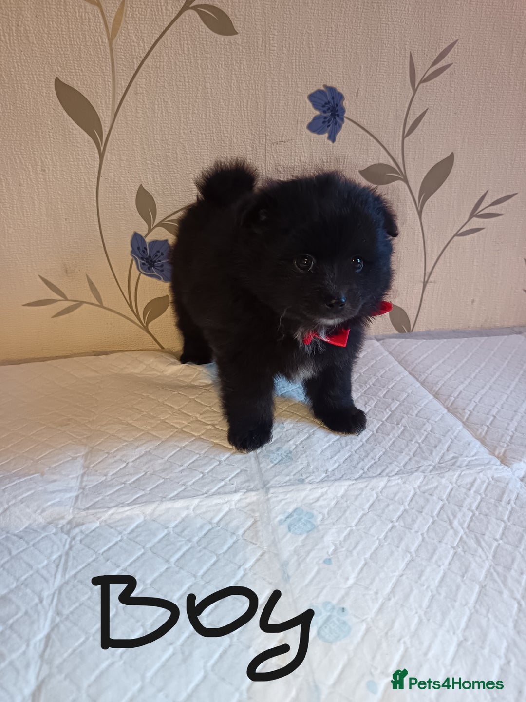 Pomeranian dogs for sale: Barnsley  - Advert 12