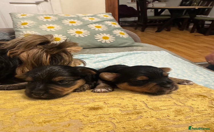 Yorkshire Terrier dogs - Advert 12