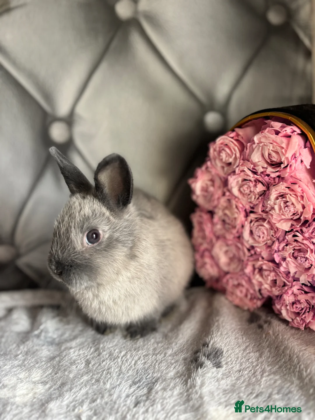 Netherland Dwarf rabbits for sale: Buns for rehoming 5* free roam homes only please - Advert 9
