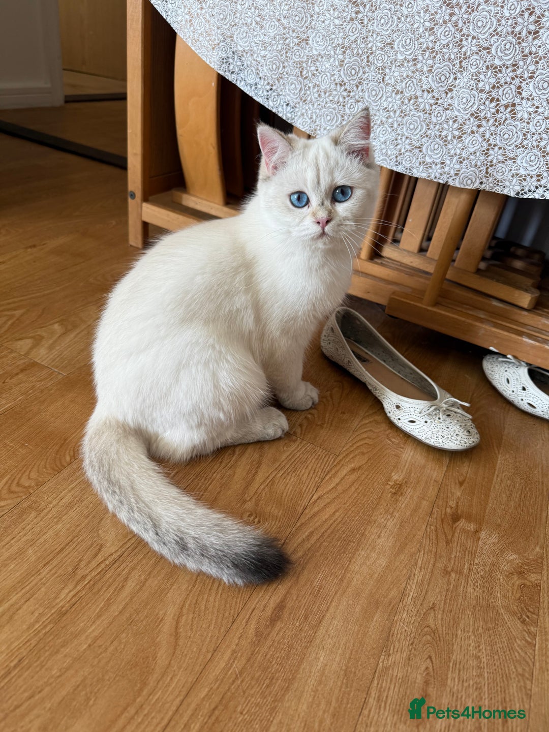 British Longhair cats for sale: British Longair and Shorthair Kittens for sale - Image 22