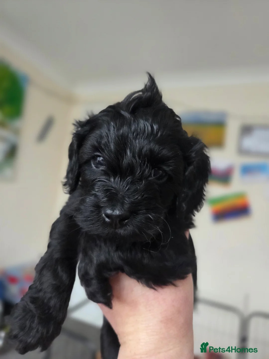 Cockapoo dogs for sale: F1B Toy Cockapoo Puppies - Advert 6