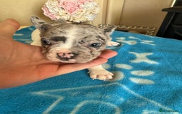 French Bulldog dogs for sale: French Bulldog Puppies 3 Male 4 Female  - Image 21