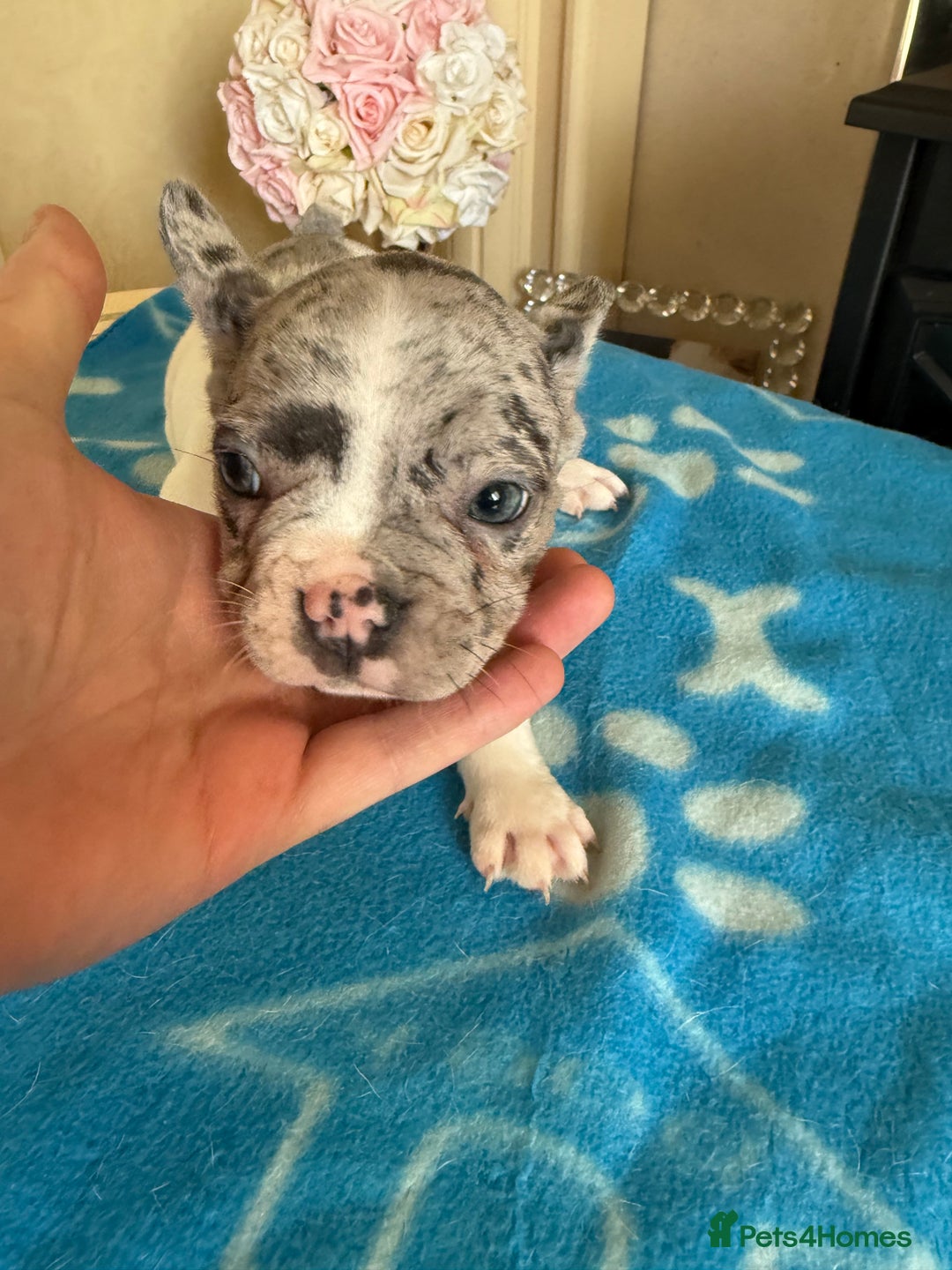 French Bulldog dogs for sale: French Bulldog Puppies 3 Male 4 Female  - Image 21