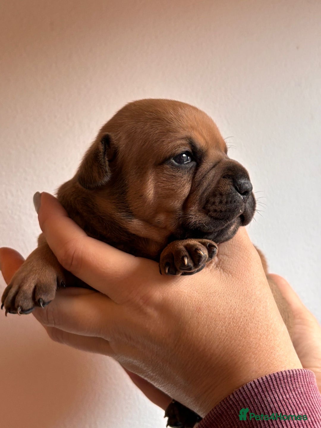 Staffordshire Bull Terrier dogs for sale: Stunning chunky puppies  - Advert 8